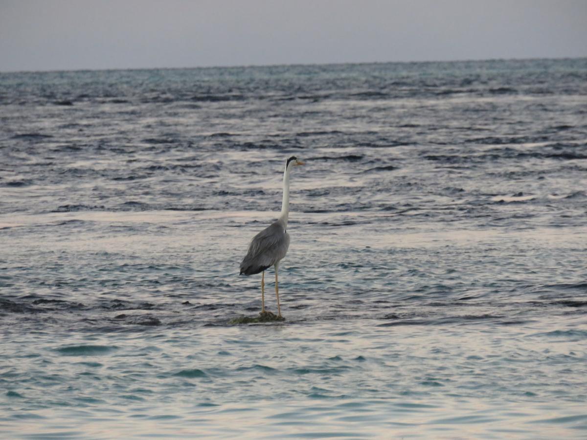 Golhaa View Inn By Tes Thulusdhoo Eksteriør billede