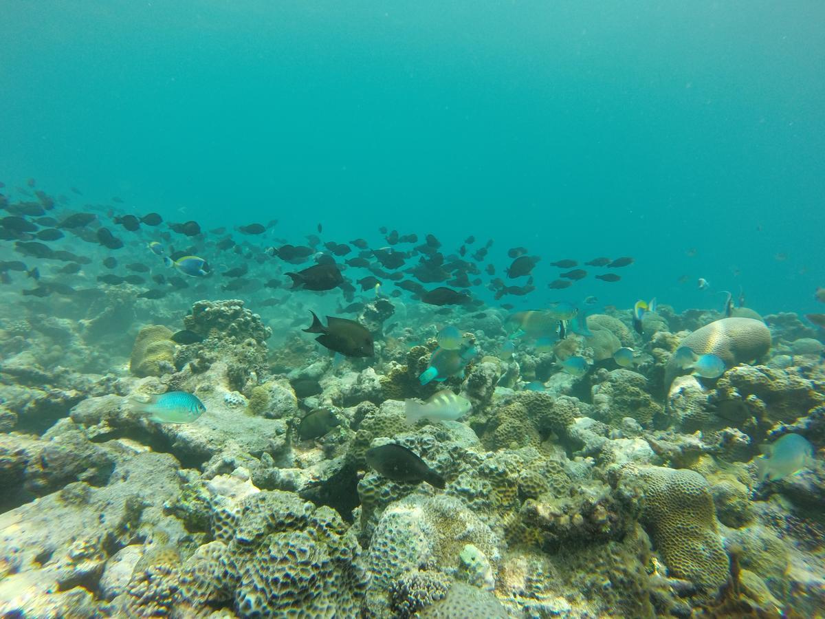 Golhaa View Inn By Tes Thulusdhoo Eksteriør billede
